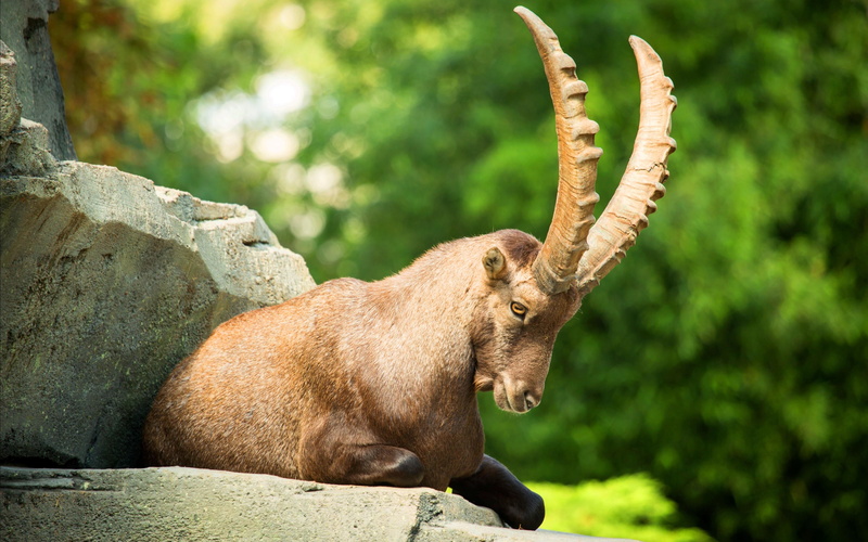alpine, mountain, goat, 4K, animals, ibex
