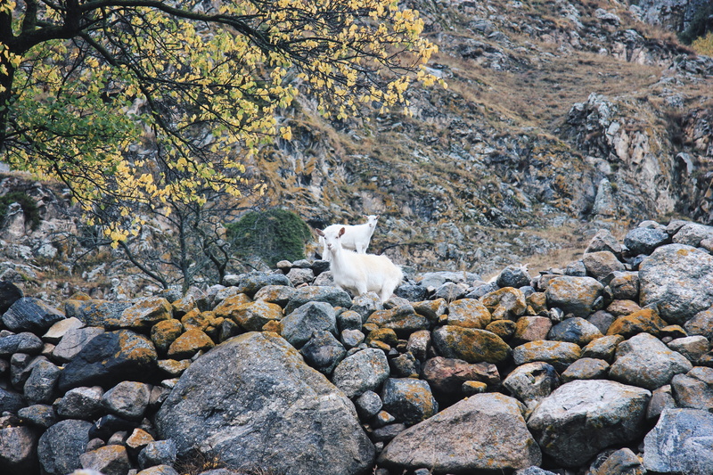land, mountaine, solid, canine, outdoors, animal themes, dog, rock - object, day, vertebrate, domestic animals, 5K, rock, stone, pebble, nature, mammal