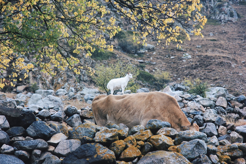rock, plant, no people, 5K, pets, cow, animal wildlife, rocks, one animal, land, animal, goats, mammal, tree, day, nature, domestic animals, animal themes