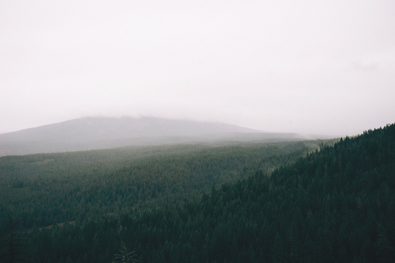 day, forest, copy space, outdoors, tranquility, landscape, sky, mist, far view, tranquil scene, non-urban scene, scenics - nature, growth, tree, environment