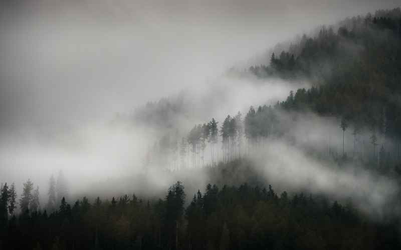 forest, fog, plant, scenics - nature, 4K, nature, no people, mountains, coniferous tree, day, land, beauty in nature, far view, mountain, non-urban scene