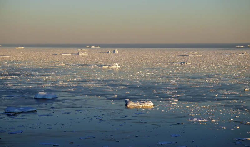 sea, ice, animal wildlife, water, photo, tranquil scene, outdoors, land, body, day, horizon, nature, greenland, reflection, sky, tranquility, icebergs