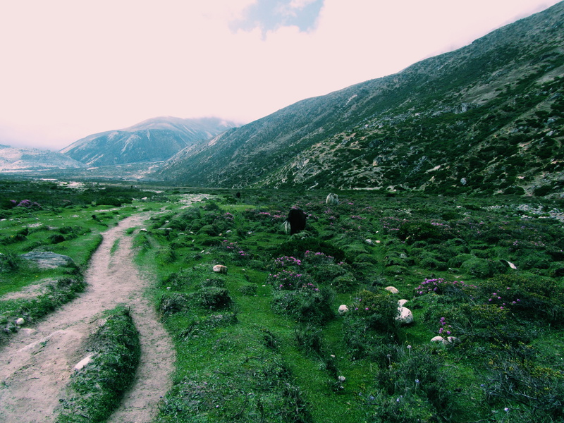 scenics - nature, green color, landscape, nature, nepal, grass, land, mountain, day, environment, mountain range, outdoors, yak, sky, trail, non-urban scene