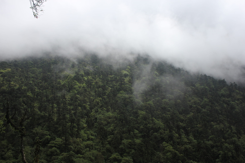 fog, mountain, land, forest, woodland, nature, growth, non-urban scene, 5K, green color, sky, no people, environment, makalu, tranquility, outdoors, beauty in nature