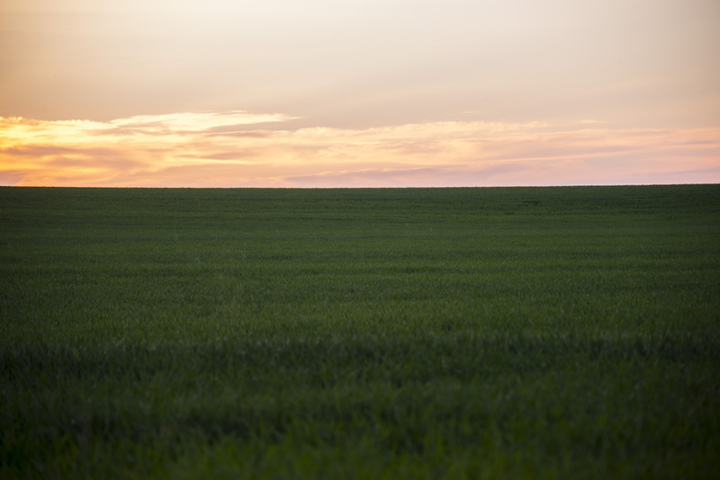 clouds, growth, pasture, stratus, plant, scenics, meadow, horizon, green color, landscape, tranquil scene, sky, sunset, beauty in nature, tranquility, grass