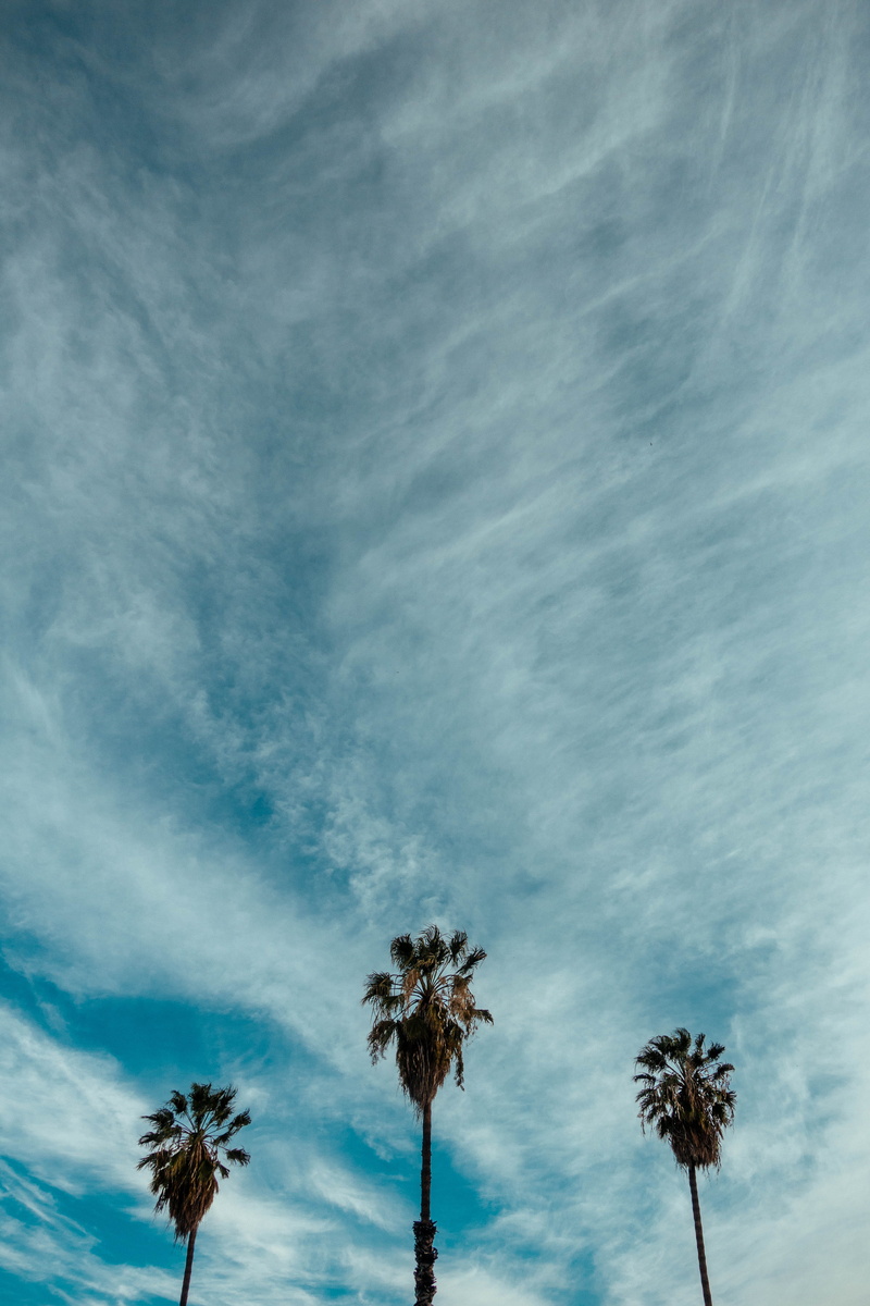 scenics - nature, palm, tranquil scene, nature, tropical tree, day, blue, simple, clouds, cloud - sky, beauty in nature, coconut palm tree, ominous, tall - high