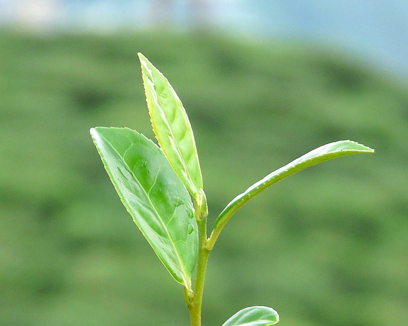 Nature, green, green Color, growth, Panasonic, Partha, plant, shallow, Calcutta, India, Darjeeling, Travel, focus, 720P, Premium, freshness, shallow focus