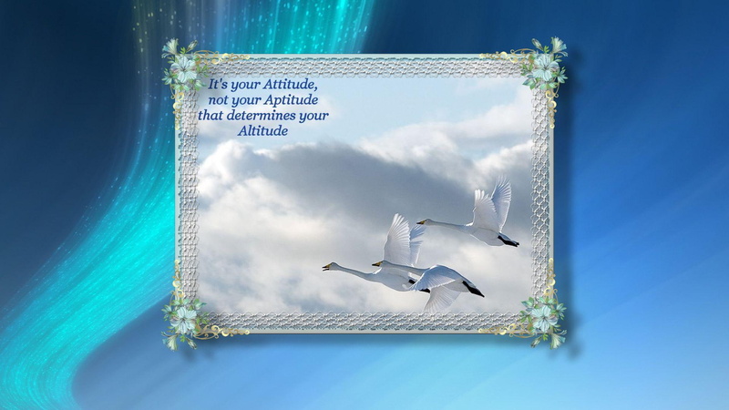 animals, 1080P, swans, altitude, attitude, birds