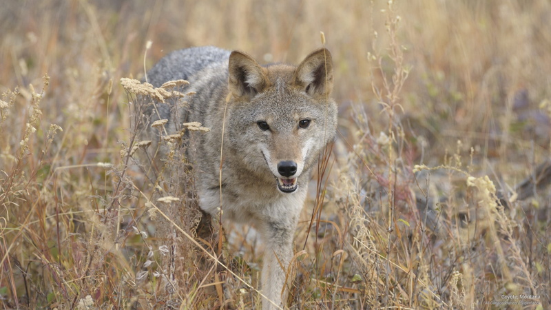 coyote, Animals, montana, 2K