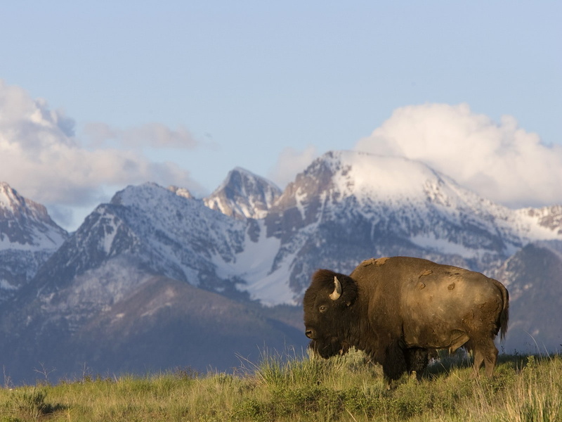 720P, montana, american, nature, bison, animals