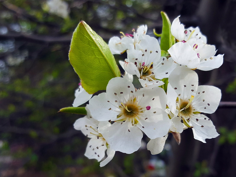 flowers, flower images, vulnerability, white, freshness, flower, close-up, beauty in nature, 1080P, flowering plant, growth, stamen, nature, apple blossom images