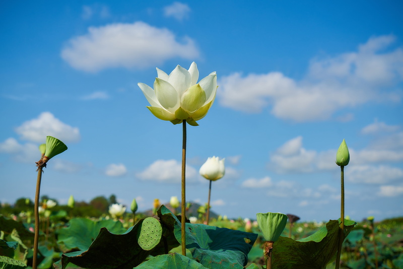 water lily, flower head, lotus water lily, sky, plant, colors, color image, daytime, spring, cloud - sky, plant stem, beautiful, white, green color, lotus