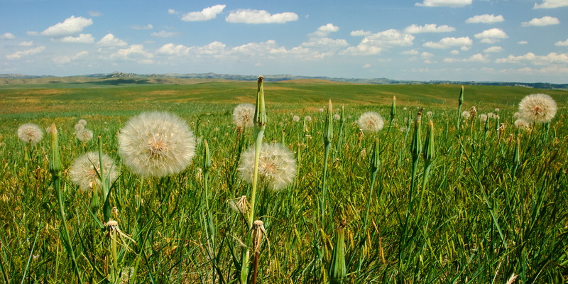 Prairie, plants, grass, photo, 2K, plant, meadow, flower, summer, dandelions, field, landscape, rural Scene, Montana, close, dandelio, sky, nature, outdoors