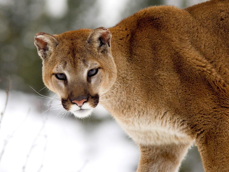 puma, animal, cougar, winter, 720P, montana, brown