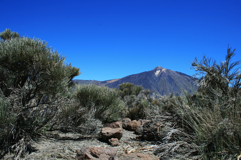 tranquil scene, semi-arid, clear sky, outlook, Canary Islands, plant, canary, non-urban scene, lava field, landscape, 2K, outdoors, tree, volcanic landscape
