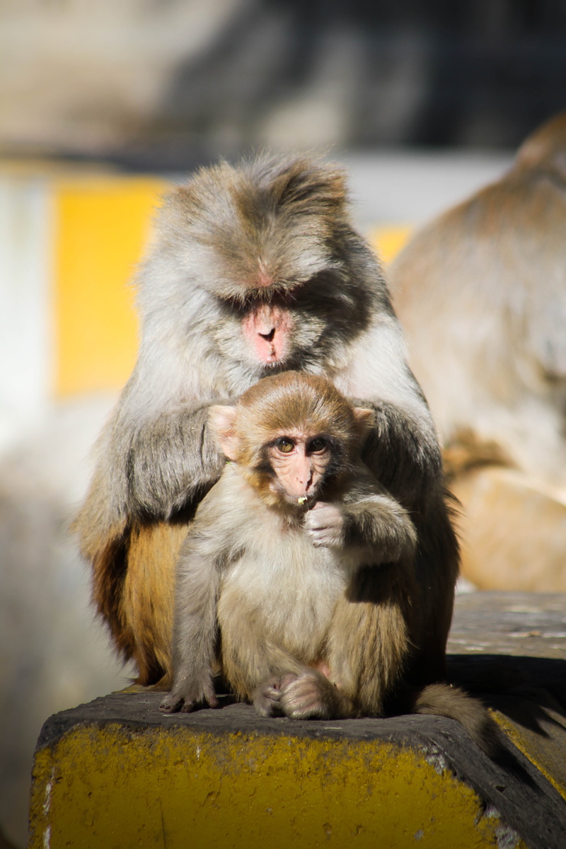 outdoors, primate, group of animals, animal family, care, 5K, day, two animals, animal wildlife, focus on foreground, animals in the wild, young animal