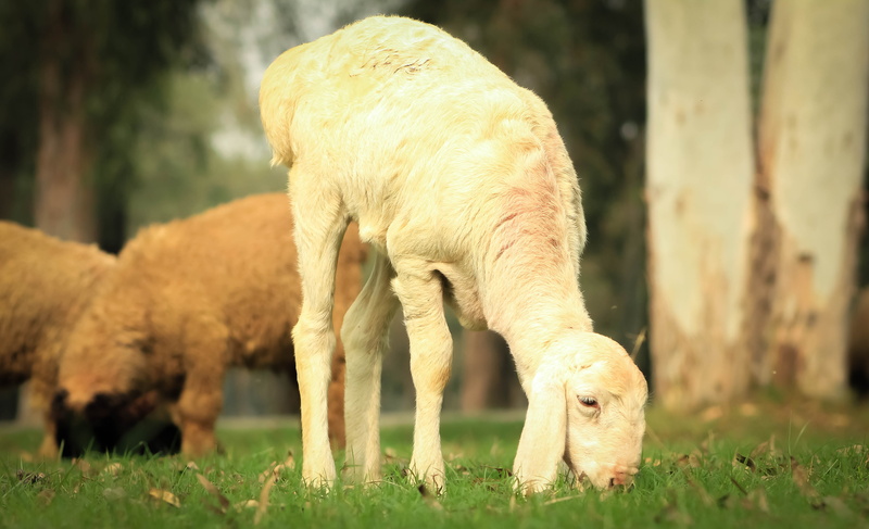 livestock, grass, group of animals, field, mammal, no people, animal, plant, Pakistan, land, domestic animals, outdoors, vertebrate, animal wildlife, animal themes