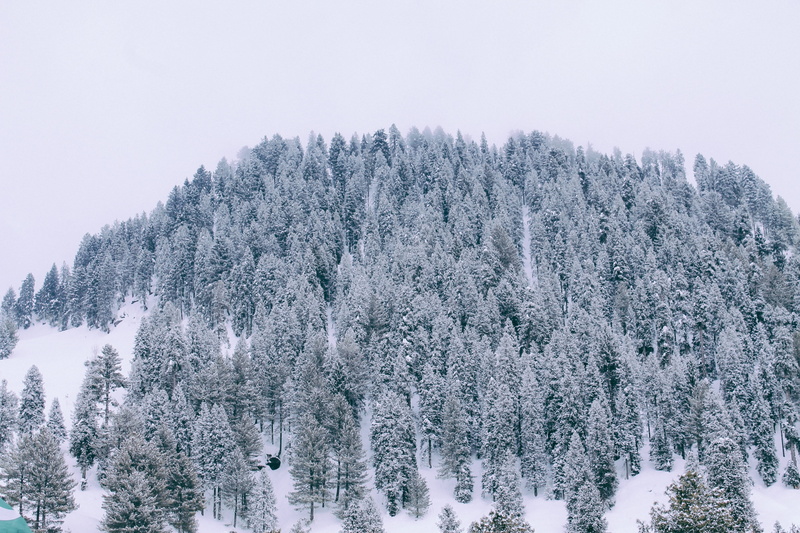 coniferous tree, pine tree, valley, snowcapped mountain, snowing, grass, water, winter, lake, land, mountain, animals, river, evergreen tree, white color