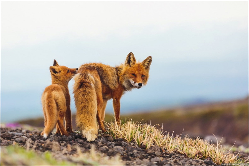baby animals, animals, 480P, fox, Kamchatka