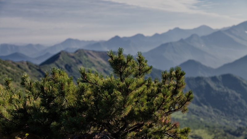 tree, sky, 5K, beauty in nature, mountain range, day, scenics - nature, tranquility, kamchatka scenery background, mountain peak, tranquil scene, mountain