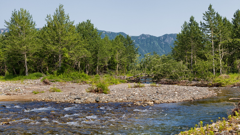 plant, 5K, flowing water, remote, forest, tranquility, non-urban scene, kamchatka mountain stream picture, tranquil scene, growth, landscape, no people