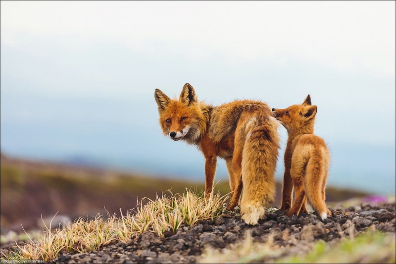 baby animals, Fox, animals, Kamchatka, 480P