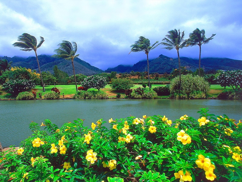 no people, palm trees, flower, cloud - sky, tranquil scene, windy, growth, water, palm tree, tree, beauty in nature, nature, park, lake, tropical, mountain