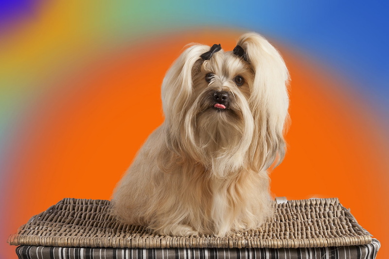 domestic Animals, one Animal, lhasa, fur, studio Shot, friendship, indoors, small, purebred Dog, young Animal, pets, animal Hair, adult, terrier, copy space