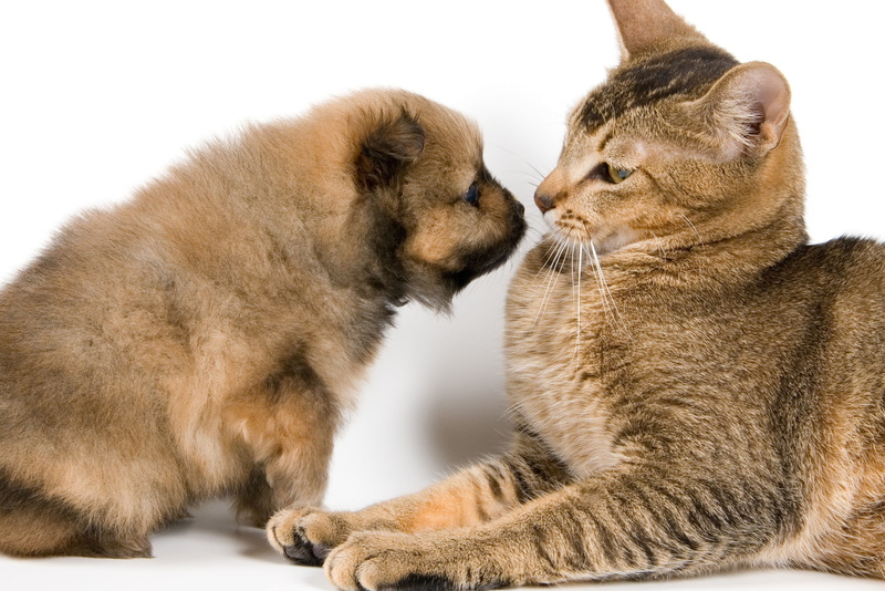 animal themes, animals Hunting, purebred Cat, small, cut Out, two Animals, animal family, no People, pets, friendship, isolated, affection, one Animal