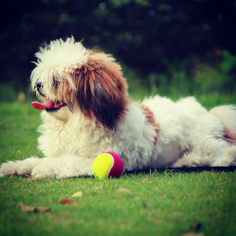 tongue out, no people, mammal, Animal, Pet, selective focus, pet, grass, relaxation, pets, Noddy, nature, field, playful, day, 2K, canine, animal, dog breed