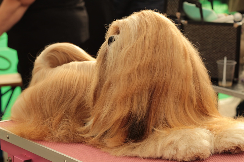 long hair, mammal, domestic, vertebrate, portrait, domestic animals, one person, canine, her, hair, profile, focus on foreground, remote access, 5K, indoors