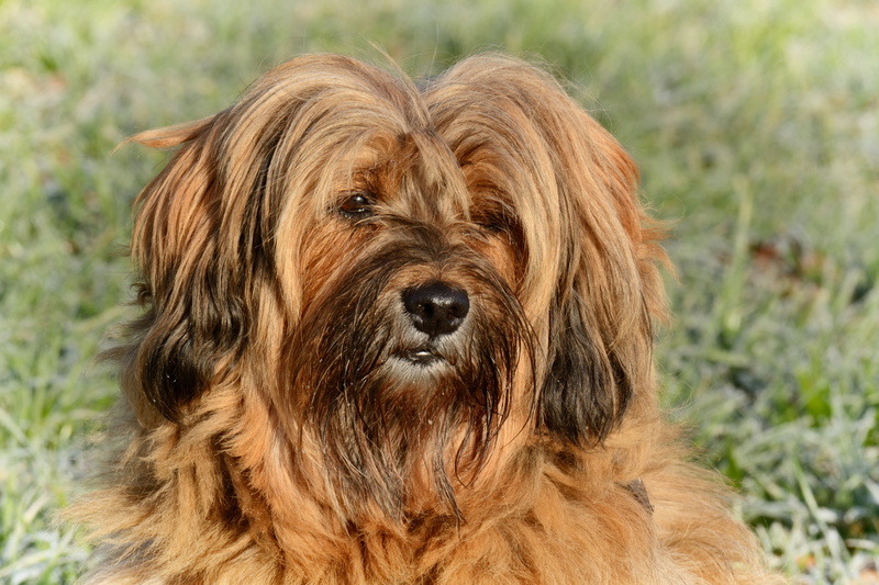 mammal, animal themes, close, animal head, hair, photography, attention, animal hair, focus on foreground, dog, animal body part, no people, purebred dog