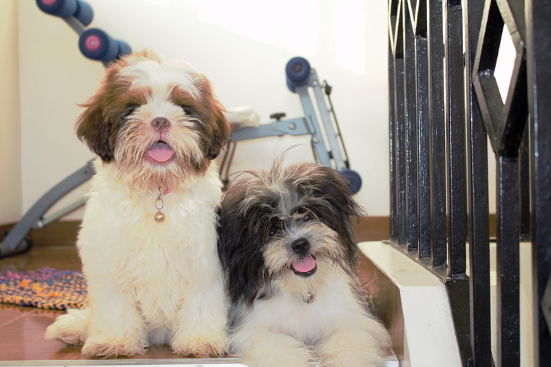 day, domestic animals, breed, looking at camera, dog, lhasa apso, young, smile, mouth open, one animal, canine, sitting, friendship, incidental people