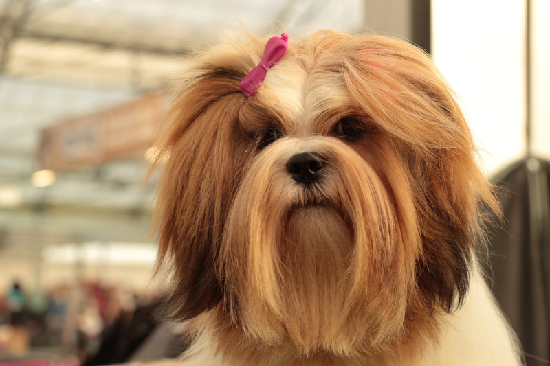 lhasa apso, 5K, animal themes, portrait, animal hair, domestic, pets, small, red white, canine, animal head, one animal, fur, mammal, young, animal, hairstyle