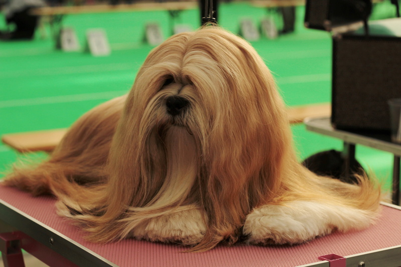 pets, resting, portrait, hair, remote access, no people, 5K, animal hair, lhasa apso, indoors, one animal, dog, dogshow, mammal, brown, animal head, animal themes