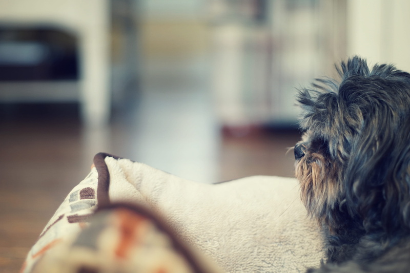 one animal, cute, animal hair, human body part, selective focus, small, domestic animals, animal head, canine, pets, domestic, sleeping, focus on foreground