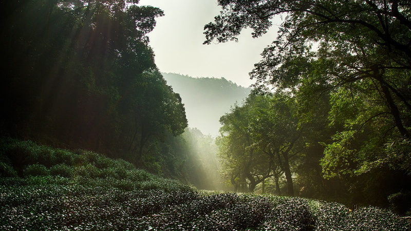sun rays, tree, 1080P, sky, mist, fog, growth, landscape, outdoors, leafed, trees, day, beauty in nature, environment, forest, scenics - nature, Hangzhou