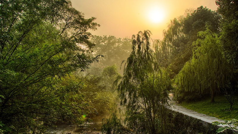 nature, green, growth, forest, 1080P, environment, outdoors, beauty in nature, no people, water, tranquility, plant, China, idyllic, tranquil scene, West Lake