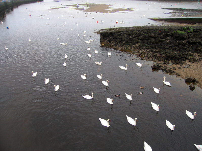 photos, nature, public domain, beauty in nature, vertebrate, wildlife, bodies Of Water, river, Bray, Dargle, sea, day, animal wildlife, water, animal, Swans
