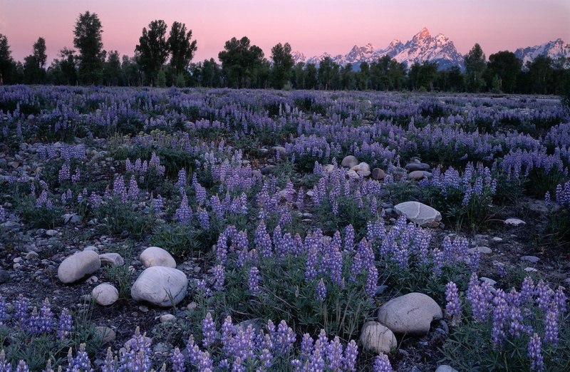 Sunrise, Field, Lupine, 1080P, Glow, Wyoming, Teton, Nature, Landscape, Range