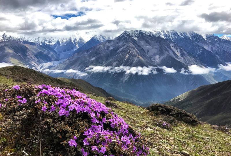 purple, cloud, flower, nature, landscape, gongga snow mountain, sub-mei pass, no people, 4K, environment, sky, cloud - sky, tranquil scene, mountaineer
