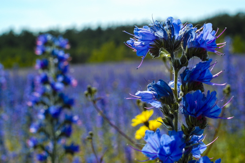 close-up, flowering plant, fragility, bed, vipers bugloss, focus on foreground, nature, selective focus, summer, flowerbed, vulnerability, plant, day, inflorescence