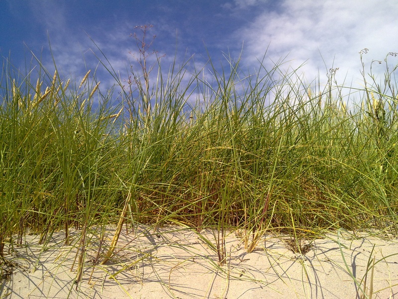 beauty in nature, day, gotland, plant, land, stalk, tranquil scene, sky, no people, field, outdoors, environment, marram grass, tranquility, sweden, growth