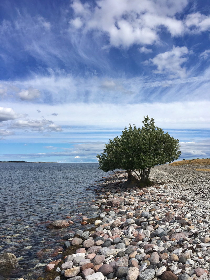 tree, scenics - nature, horizon over water, sky, rock, beach, outdoors, pebble, 4K, land, clouds, seascape, tranquil scene, non-urban scene, landscape