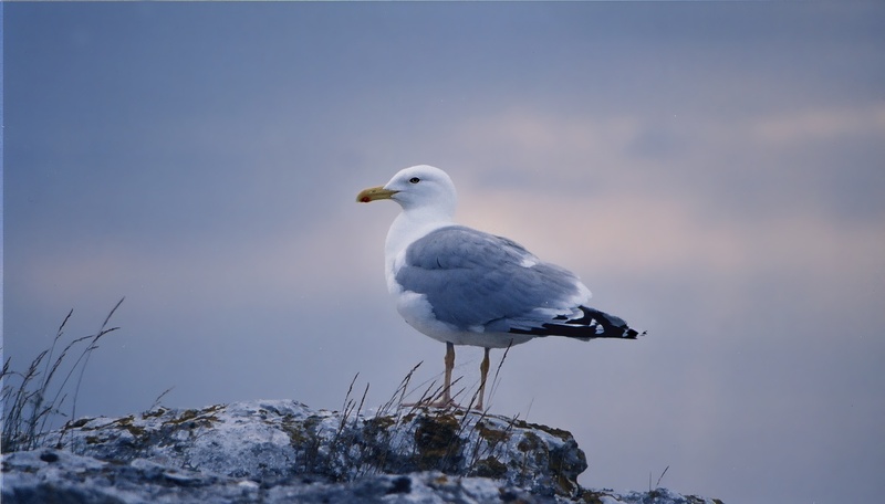 seagull, bird, birds, sky blue, rock, sky, day, sunset, focus on foreground, animal wildlife, summer, animal themes, 1080P, animals in the wild, gotland
