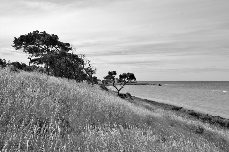 sea, water, day, men, people, nature, growth, horizon over water, by the sea, summer, gotland, beauty in nature, tree, grass, lifestyles, leisure activity