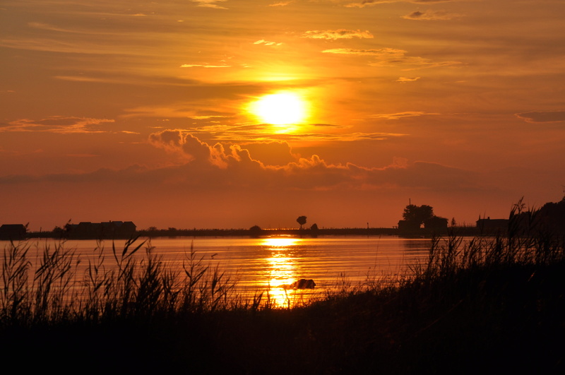 tranquil scene, summer, tranquility, no people, non-urban scene, Sunset, idyllic, orange color, plant, beauty in nature, nature, outdoors, silhouette, Lake