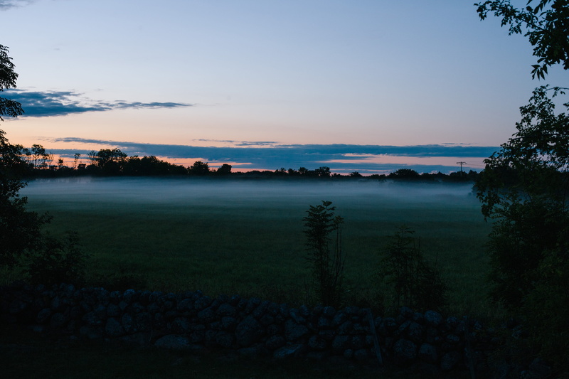 nature, no people, sweden, meadow, grass, morning, cloud, growth, silhouette, remote, plant, scenics - nature, trees, green, sunset, mist, gotland, fog