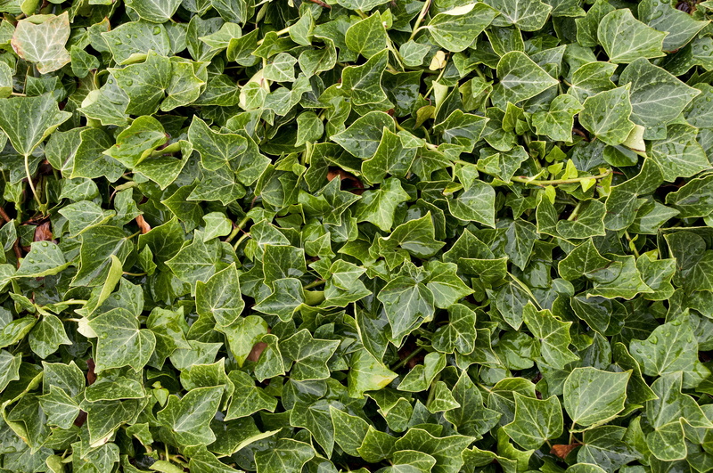 growth, leaves, bush, nature, food and drink, food, growing, sweden, plant, no people, pattern, field, green color, freshness, leafs, outdoors, green, healthy eating