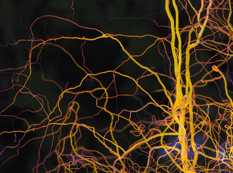 backgrounds, Black, botan, glowing, Garden, light - natural phenomenon, Botanical, roots, pattern, long exposure, red, gotland, Plant, 2K, black background